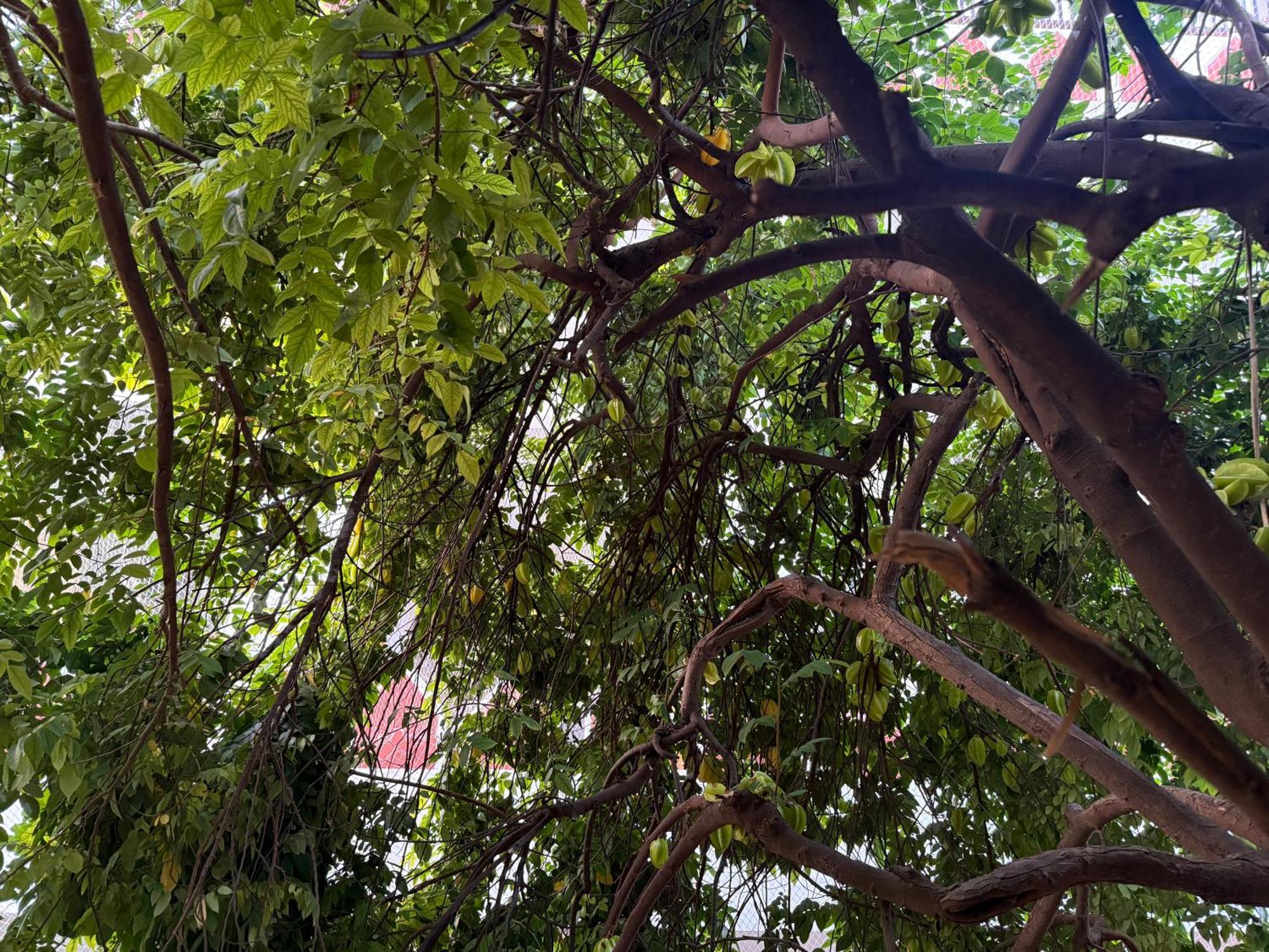 Hotel Green Heaven Resort Pushkar Luaran gambar