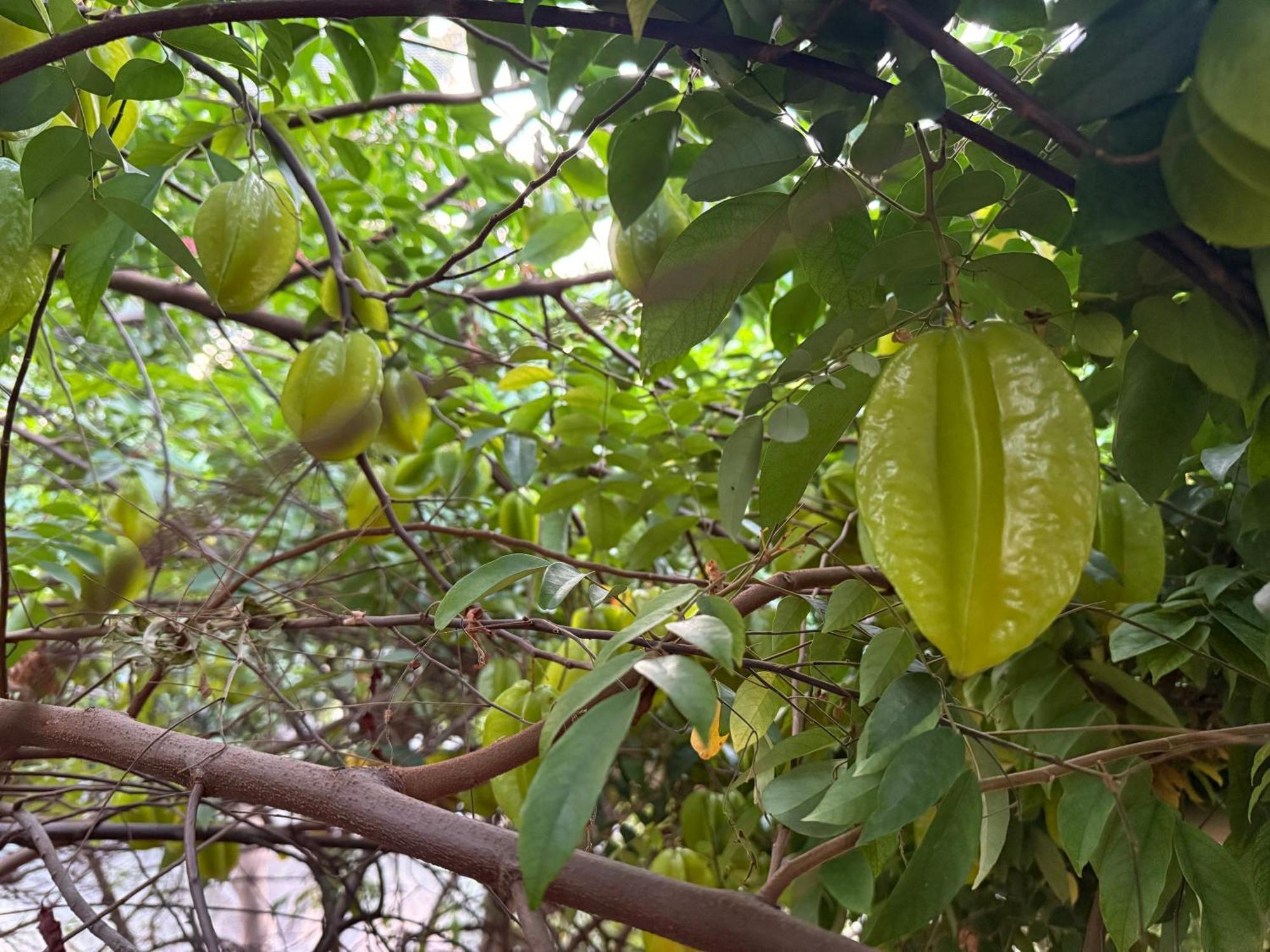 Hotel Green Heaven Resort Pushkar Luaran gambar